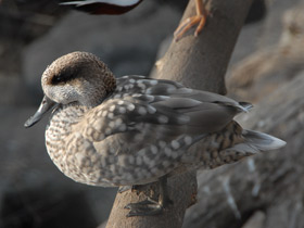 Фото Marbled duck