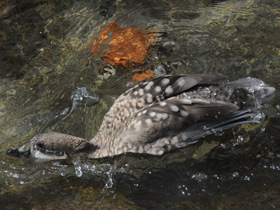 Фото Marbled duck