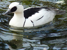 Фото Smew