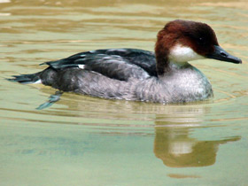 Фото Smew