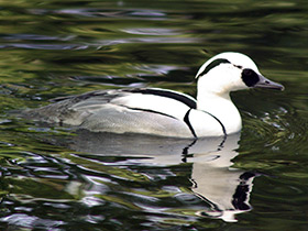 Фото Smew