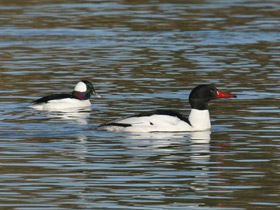 Фото Common merganser