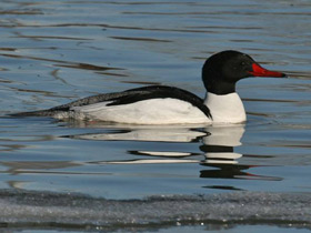 Фото Common merganser