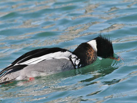 Фото Red-breasted merganser