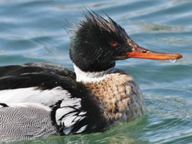 Фото Red-breasted merganser