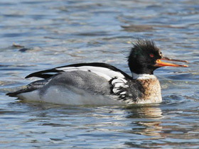 Фото Red-breasted merganser