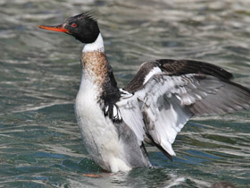 Фото Red-breasted merganser