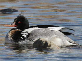 Фото Red-breasted merganser