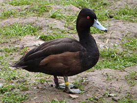 Фото Pato morado