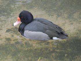 Фото Rosy-billed pochard