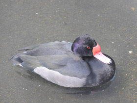 Фото Rosy-billed pochard