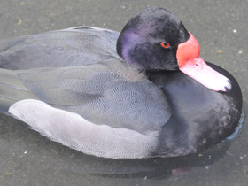 Фото Rosy-billed pochard