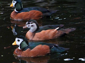 Фото African pygmy goose