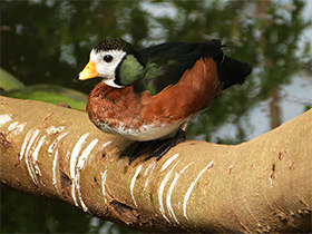 Фото African pygmy goose