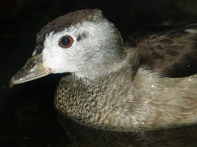 Фото Cotton pygmy goose