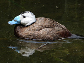 Фото White-headed Duck