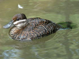 Фото Argentine blue-bill