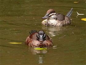 Фото Argentine blue-bill