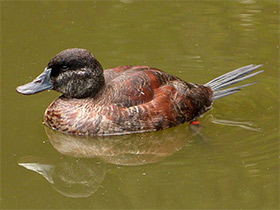 Фото Argentine blue-bill