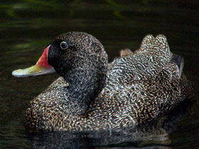 Фото Freckled duck