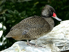 Фото Freckled duck