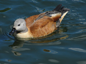 Фото South African shelduck