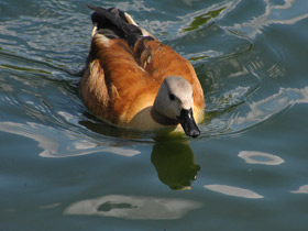 Фото South African shelduck