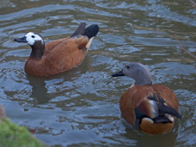 Фото South African shelduck