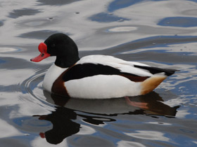 Фото Common shelduck