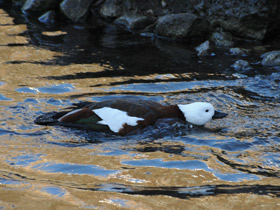 Фото Paradise shelduck