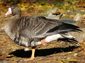 Фото Greater white-fronted goose