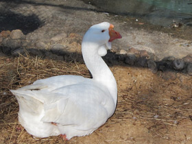 Фото Гуси холмогорской породы