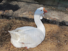 Фото Гуси холмогорской породы