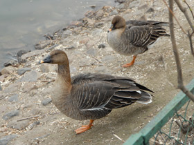 Фото Pink-footed goose