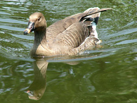 Фото Pink-footed goose