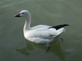 Фото Snow goose