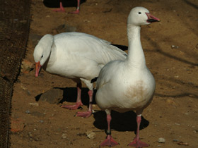 Фото Snow goose