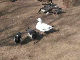 Фото Snow goose