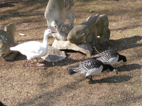 Фото Snow goose