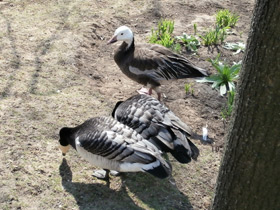 Фото Snow goose