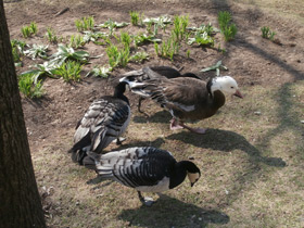 Фото Snow goose