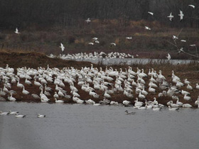 Фото Snow goose