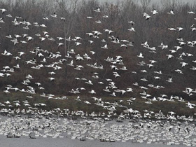 Фото Snow goose