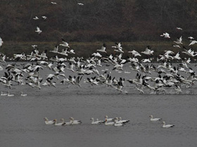 Фото Snow goose