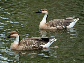 Фото Swan goose