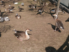 Фото Swan goose