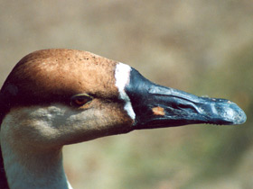 Фото Swan goose