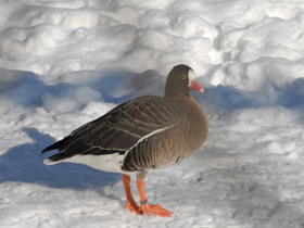 Фото Lesser white-fronted goose