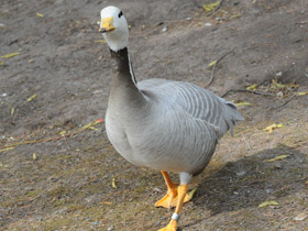 Фото Bar-headed goose