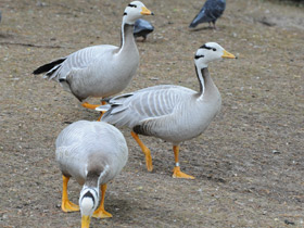 Фото Bar-headed goose